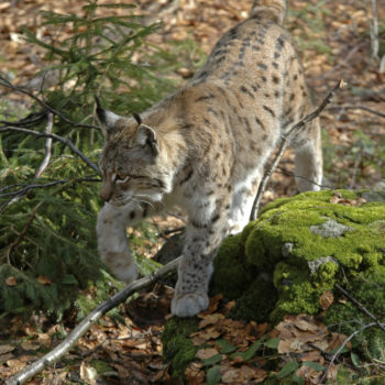 Eurasian Lynx en natural park of Jura Lynx lynx