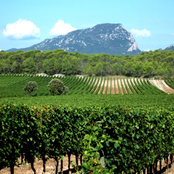 Vineyard close to village of Saint Mathieu de TrÃ©viers, Languedoc, France. Soil is very chalky and dry.