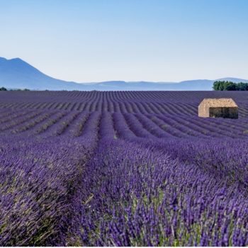 provence-lavender-field-at-sunset-valensole-plateau-provence-france-picture-id1299966122